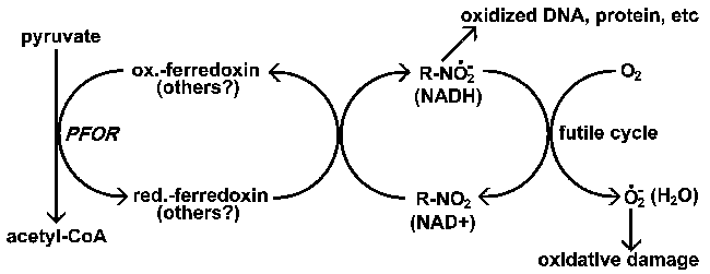 Wirkungen von Nitroimidazolen. Nitroimidazole (R-NO2) werden durch den Parasiten durch eine Reduktion zu einem Anionenradikal aktiviert. Dieses hochreaktive Anionenradikal wird dann DNA und Proteine schädigen, was zum Tod des Parasiten führt. Metronidazol scheint spezifisch durch Ferredoxin in Giardia, Entamoeba und Trichomonas reduziert zu werden. Aerobe Organismen würden andere Elektronendonatoren für die Reduktion von Nitroimidazolen verwenden, und es bestünde auch die Möglichkeit, sinnlose Zyklen zu etablieren, die zur Erzeugung von ROI führen, bei denen Sauerstoff der endgültige Elektronenakzeptor ist. Normalerweise führen NAD-Oxidoreduktasen Redox-Zyklen durch, bei denen Wasser das endgültige Produkt ist.